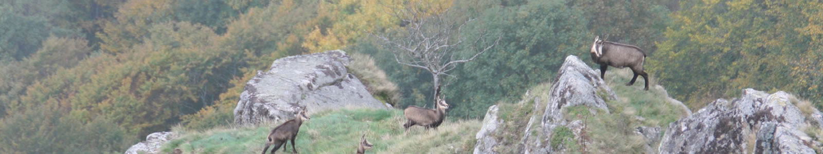 Chamois au hohneck