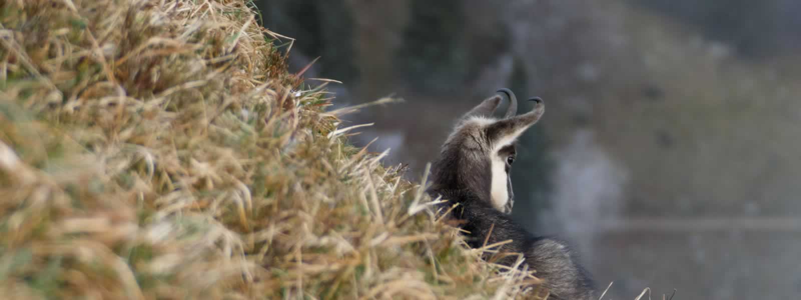 Chamois