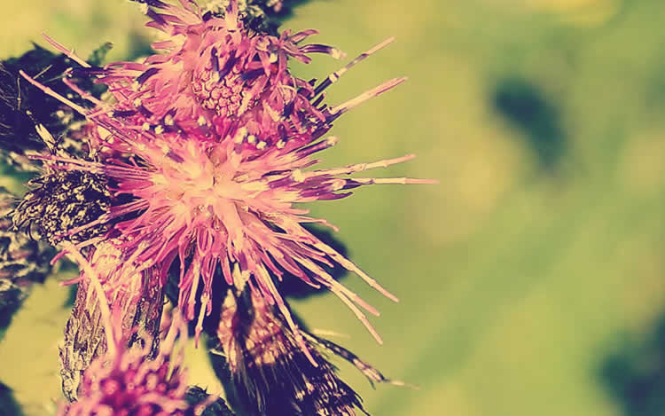 La pierre Charlemagne